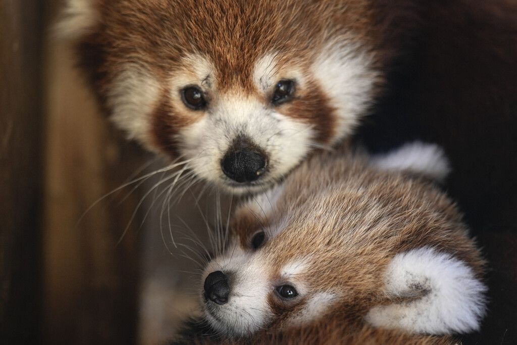 Niedlicher Mini-Panda