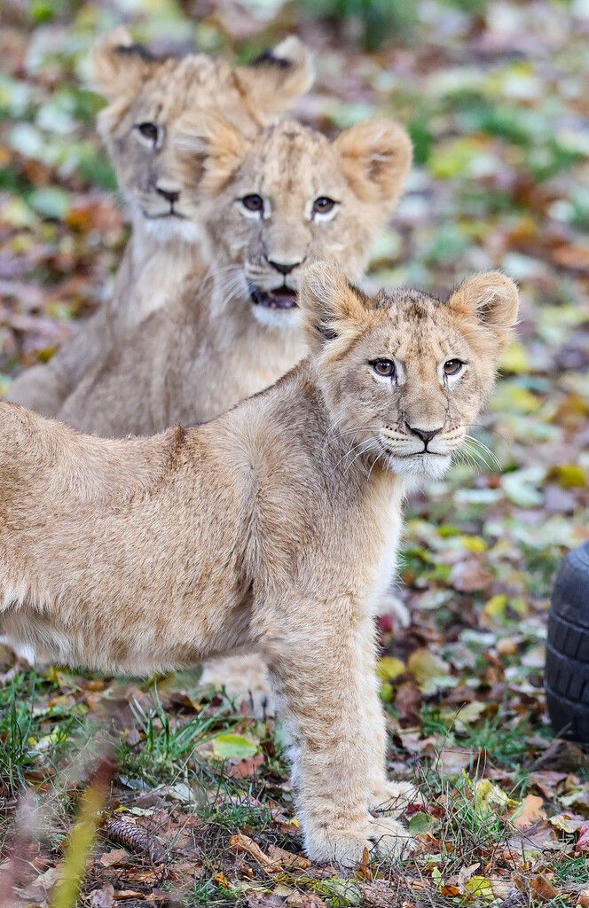 Löwenbabys getauft