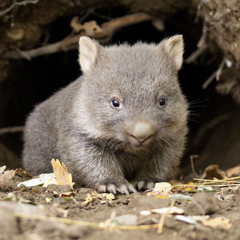Es ist ein Männchen