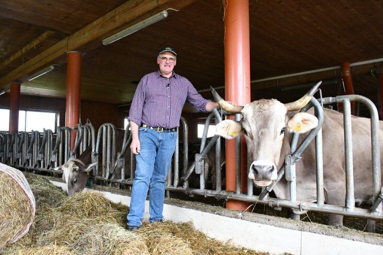 Kategorie Landwirtschaft
Familie Bruno Metzler („Bruno’s Biohof“).
Die Familie Bruno Metzler betreibt einen Biogrünlandbetrieb mit Milchviehhaltung und Direktvermarktung. Auf dem Betrieb werden 17 Milchkühe mit eigener Nachzucht gehalten. Die Milch wird ausschließlich selbst zu Trinkmilch, Naturjoghurt und zum bekannten Bauernhofeis verarbeitet. Die gefertigten Produkte werden direkt vermarktet. Betriebsziel: mit möglichst wenig Fremdenergie auszukommen. Zum Einsatz kommen Strom aus der eigenen PV-Anlage, Solarthermie, Biomasse aus dem eigenen Wald und fossile Energie für Fahrzeuge. Die Beleuchtung wurde 2013 auf LED umgerüstet. Weiters wurde ein Frequenzumrichter für die Vakuumpumpe angeschafft. Die Milch wird, noch bevor sie in den Tank kommt, mittels eines Wärmetauschers mit eigenem Quellwasser auf ca. 15 Grad (je nach Witterung) vorgekühlt. Die bei der Milchkühlung entstandene Wärme wird zur Warmwasseraufbereitung genutzt. Der Strom, der nicht sofort verbraucht wird, kommt in einen Batteriespeicher. Die vorhandene PV-Anlage mit 52kw/p wird nochmals erweitert, und als Ergänzung der Stromerzeugung befindet sich ein eigenes Windrad in Planung.