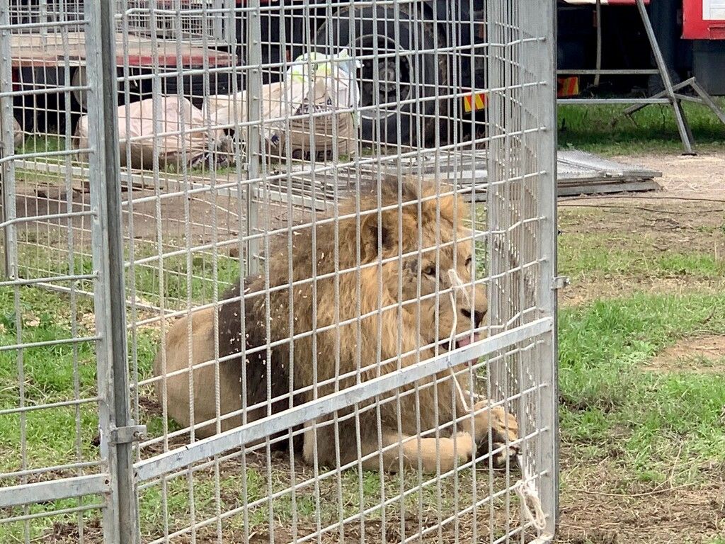 Nach Löwen-Flucht: Zirkus darf nur noch ohne Raubtiere auftreten