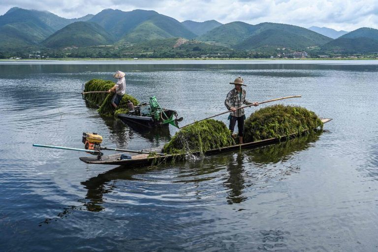 Männer sammeln mit ihren Booten auf dem Inle-See in Myanmar tonnenweise Wasserpflanzen für ihre schwimmenden Farmen. AFP
