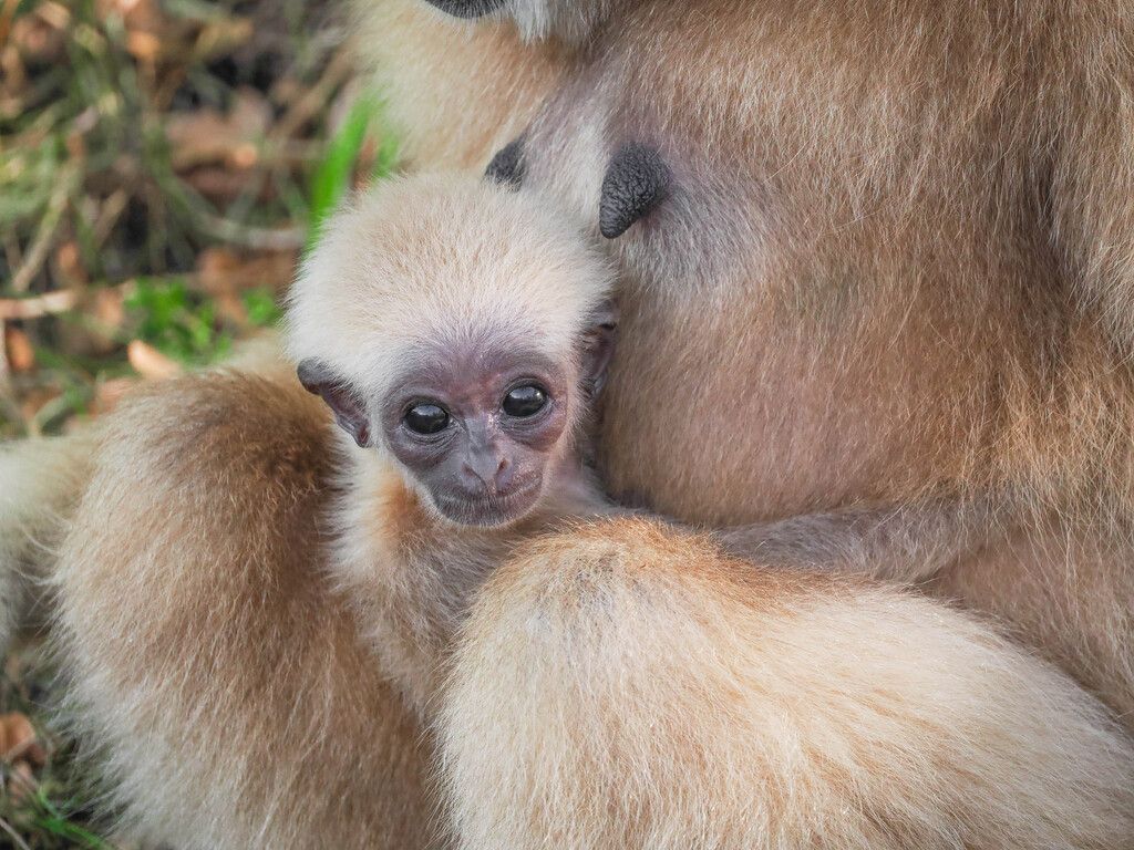 Gibbon-Nachwuchs: Es ist ein Mädchen!