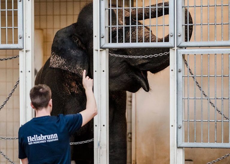 Panang hat die Reise von München nach Zürich angetreten. Hellabrunn