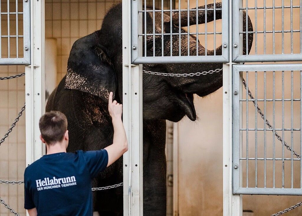 Münchner Elefantenkuh Panang nach 28 Jahren zu Mutter gebracht