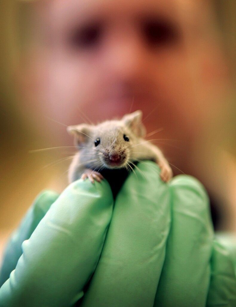 „Wir wollen Ihre Mäuse“ – Forscher suchen städtische Nagetiere