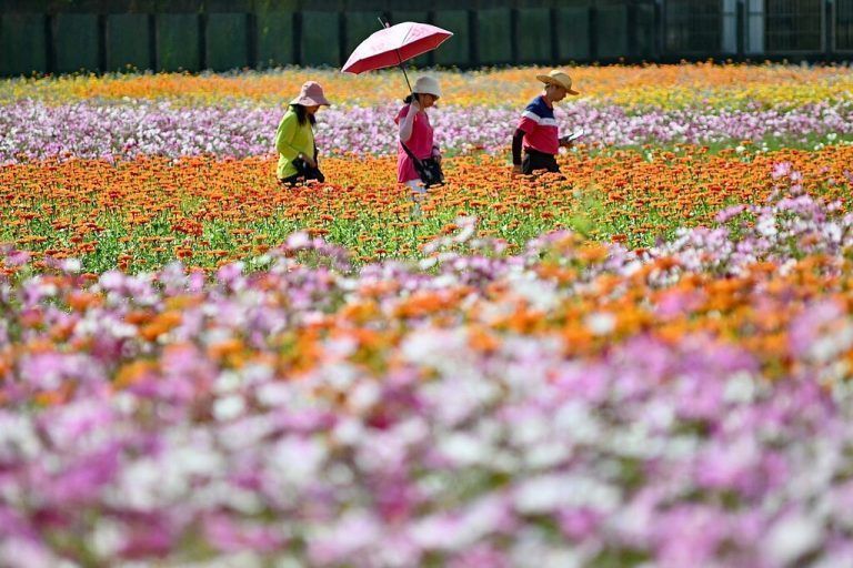 Während eines Blumenfestivals in Taoyuan, Taiwan, laufen Spaziergänger durch die farbenfrohe Pracht. AFP