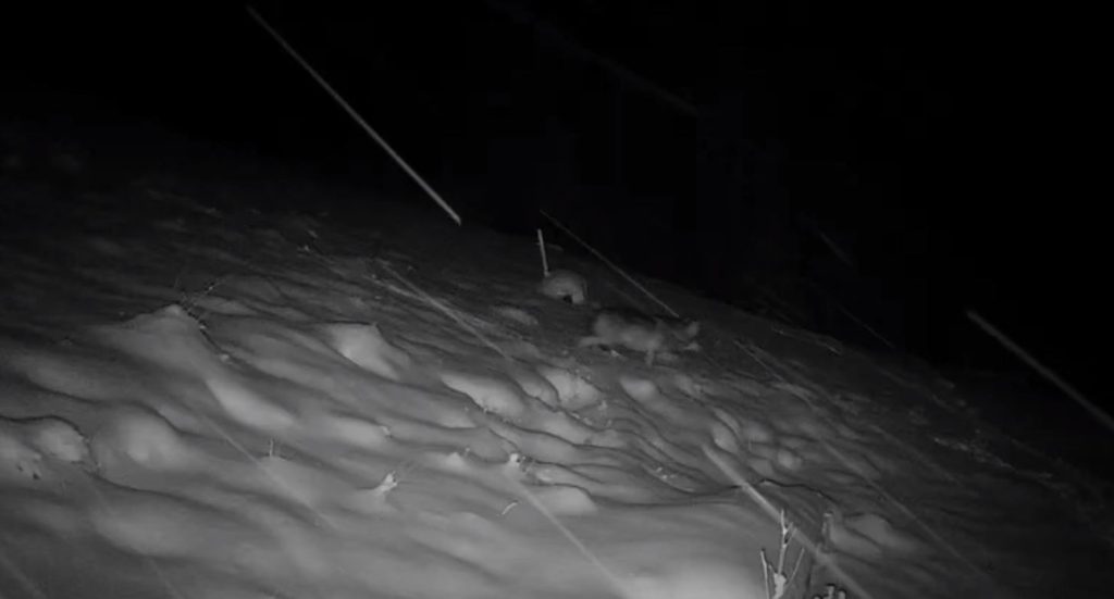 Wolfsalarm in Übersaxen. Eine Wildkamera erfasste ein Wildtier, das zu fast hundert Prozent ein Wolf ist.