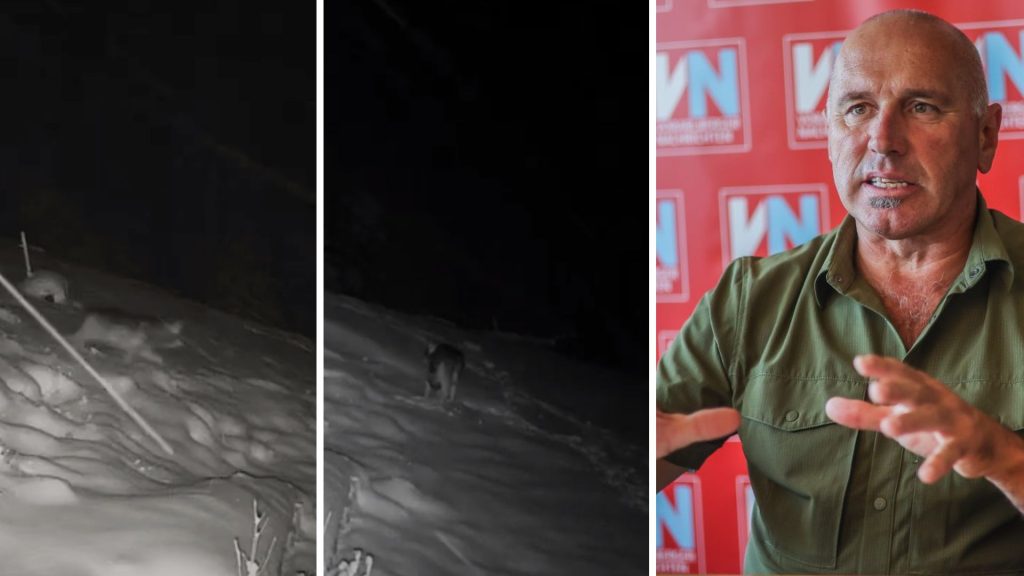 Wolf von Übersaxen hinterließ diese verräterischen Spuren