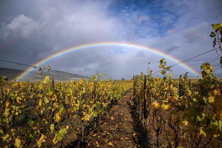 Zur Aufmunterung ein Regenbogen über Weinfeldern im Osten Frankreichs. AFP