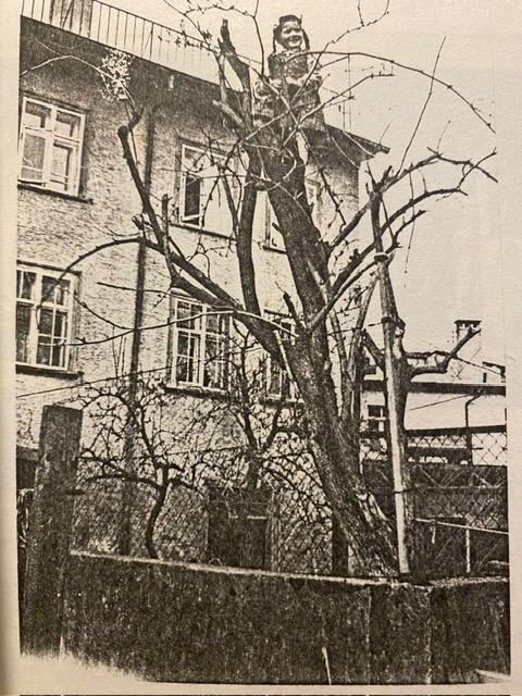 Die kleine Margit hoch oben auf dem Holderbaum.  