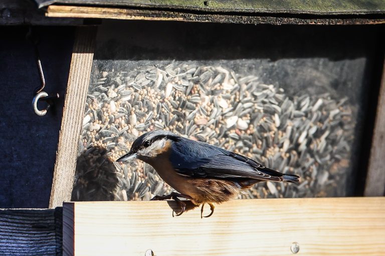 Als einziger Vogel kann der <strong>Kleiber</strong> kopfüber einen Stamm herunterlaufen. In dieser Haltung erreicht er Nahrung, die hinter der Rinde versteckt ist. Der Kleiber legt das ganze Jahr über Vorräte an, die in Baumritzen versteckt werden. <span class="copyright">VN/Steurer</span>