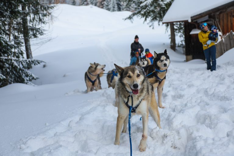 Schneereportage mit Russpreistrger Husky Toni