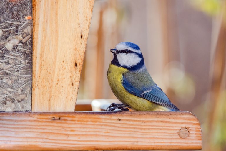 <strong>Blaumeisen</strong> halten sich gerne in Scharen an Futterplätzen auf. Man kann bei ihnen sogar eine regelrechte Routine beobachten, bei der die Tageszeit und die Abfolge der Futterstellen in etwa gleich bleiben. Am Futterhäuschen fallen Blaumeisen oft durch ein freches Verhalten auf und geraten manchmal in kleine Streitereien mit anderen Vogelarten. <span class="copyright">Birdlife</span>