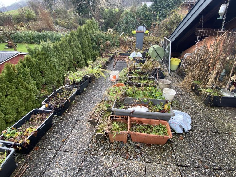 Das Flachdach wurde zur Blumenterrasse für Bienen und Insekten. Doch eine solche Terrasse ist eine genehmigungspflichtige veränderte Nutzung laut Bescheid.<span class="copyright"> VN/Rauch</span>