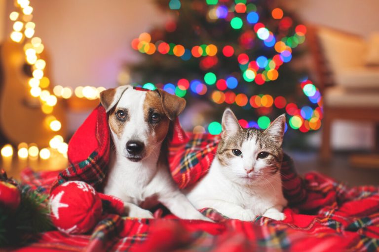 Auch Hund und Katze werden zu Weihnachten von ihren Besitzern entsprechend beschenkt. Weenect
