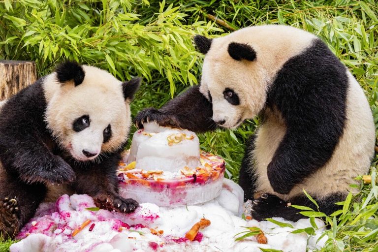 Die Pandabrüder feierten im August mit einer Eistorte ihren vierten Geburtstag. AFP