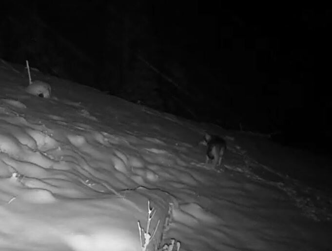 Land erfreut über EU-Plan zum Wolf
