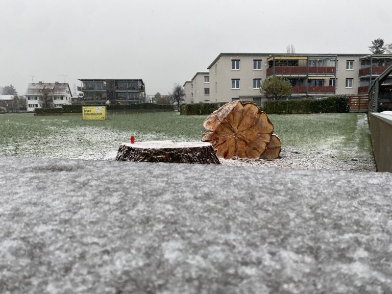 Gefällter Mammutbaum in Lochau erzürnt Anrainer. »a5