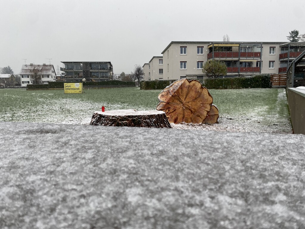 Gefällter Mammutbaum in Lochau erzürnt Anrainer. »a5