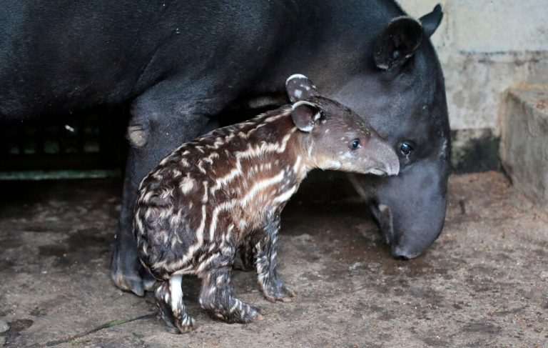 Kleiner Tapir