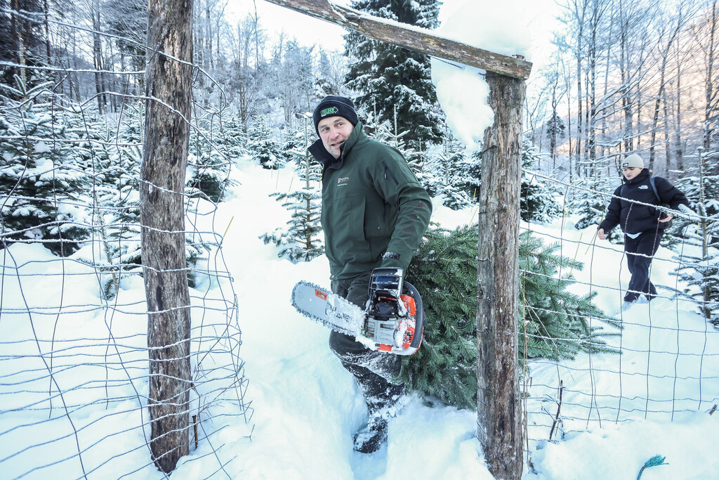 Christbaum-Ernte