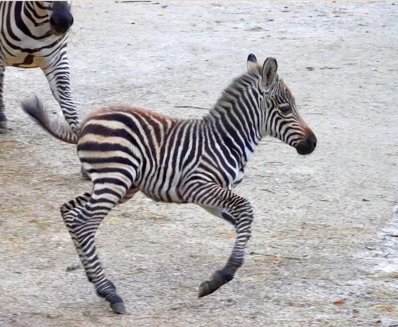 Jungtier auf Streife