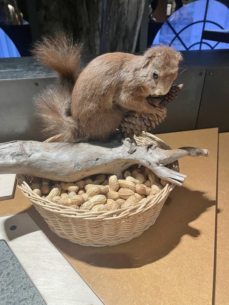 Anhand des Eichhörnchens wurde demonstriert, wie diese Winterruhe halten.