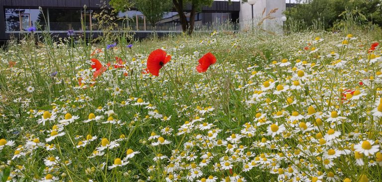 Statt grünem Rasen zeigt sich die Natur im Schulgarten von seiner schönsten Seite. Heimische Blumen, Sträucher und Bäume sind nun dort angesiedelt und bilden einen idealen Lebensraum für Tiere und Insekten. <span class="copyright">Schule</span>