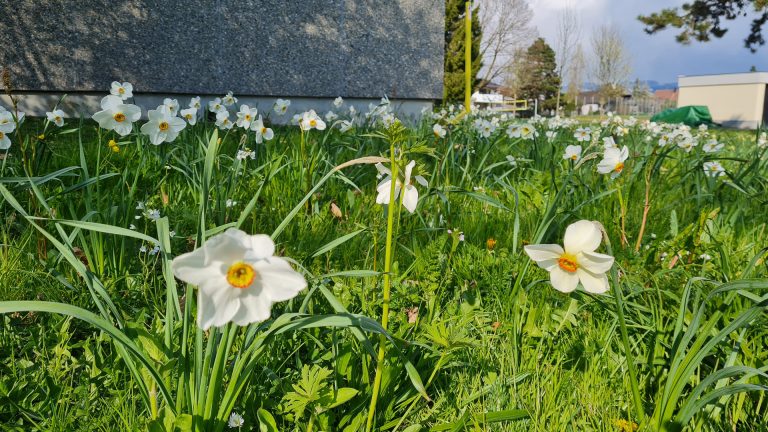 In den vergangenen Jahren wurden über 3000 Frühblüher gesetzt. <span class="copyright">Schule</span>