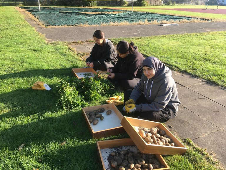 Die Schüler konnten bereits die ersten Karfoffeln ernten. Aus diesen wurden danach Potato-Wedges gemacht. <span class="copyright">Schule</span>