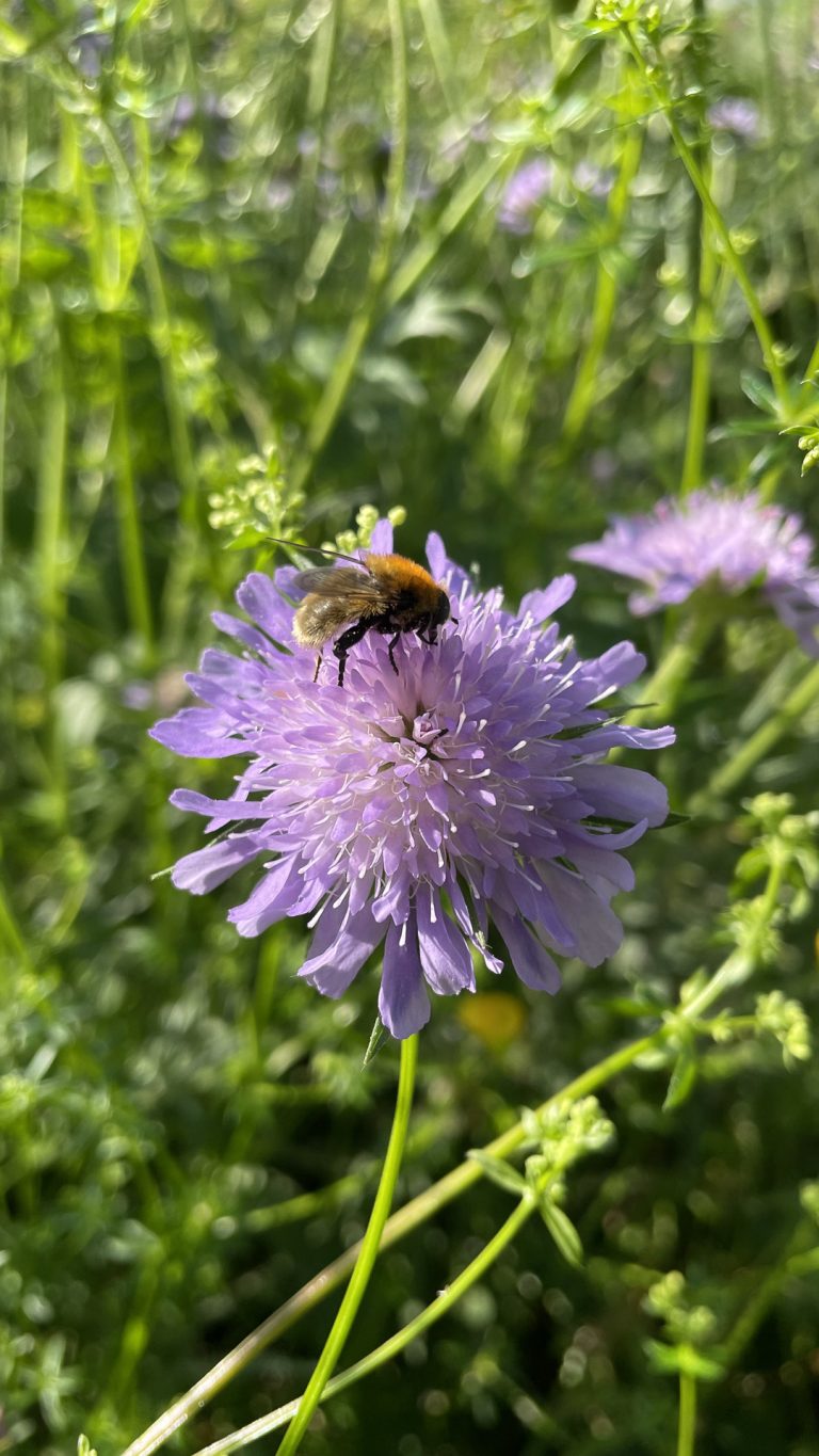 Vielfältigkeit gibt es nicht nur in der Schule, sondern auch im Schulgarten. Zahlreiche Blumen, Pflanzen, Sträucher und Bäume bilden nun einen optimalen Lebensraum für Tiere und Insekten. <span class="copyright">Schule</span>
