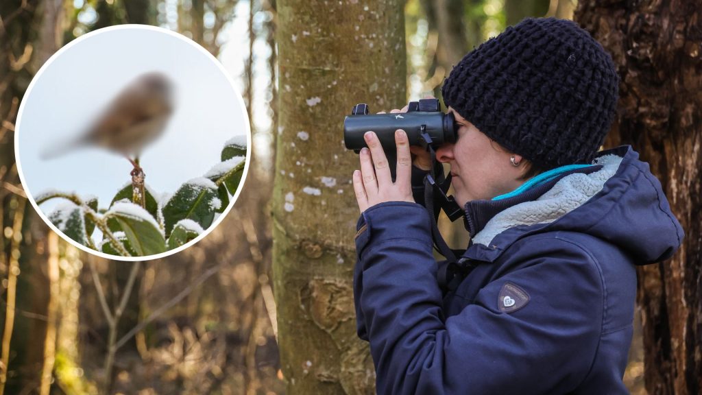 Stunde der Wintervögel: Dieser Vogel flatterte in Vorarlberg auf den ersten Platz