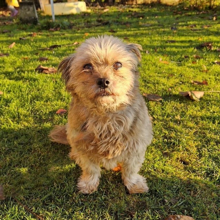 Betty sucht ein ruhiges Zuhause.