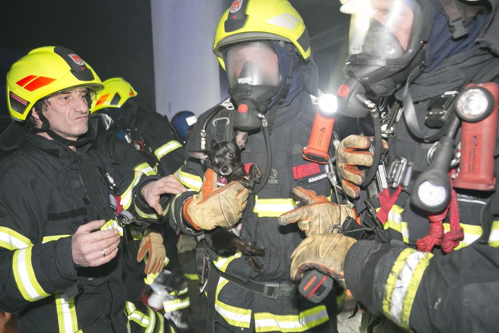 Bewohner und Hunde gerettet: Vollbrand in Koblach nimmt gutes Ende