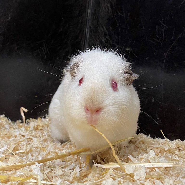 Mina sucht gemeinsam mit Marbel ein neues Zuhause. 
