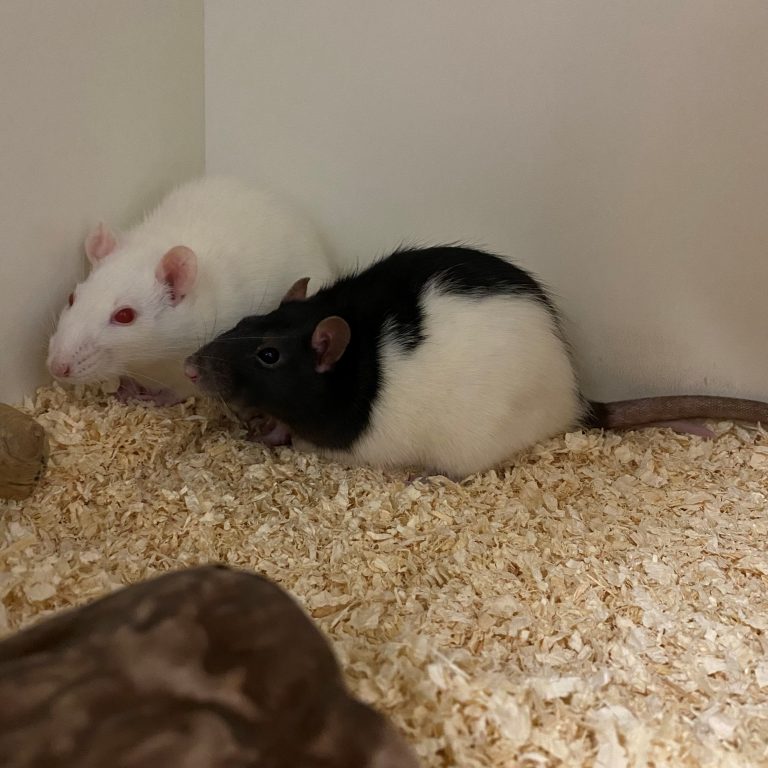Black und Darcy wünschen sich ein schönes Zuhause. 