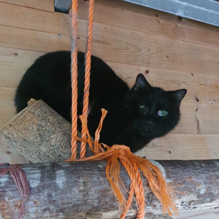 Momo ist schüchtern und zurückhaltend. 