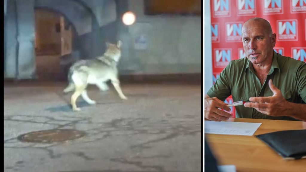 Warum der Wildbiologe den mutmaßlichen Wolf von Bludenz für nicht gefährlich hält