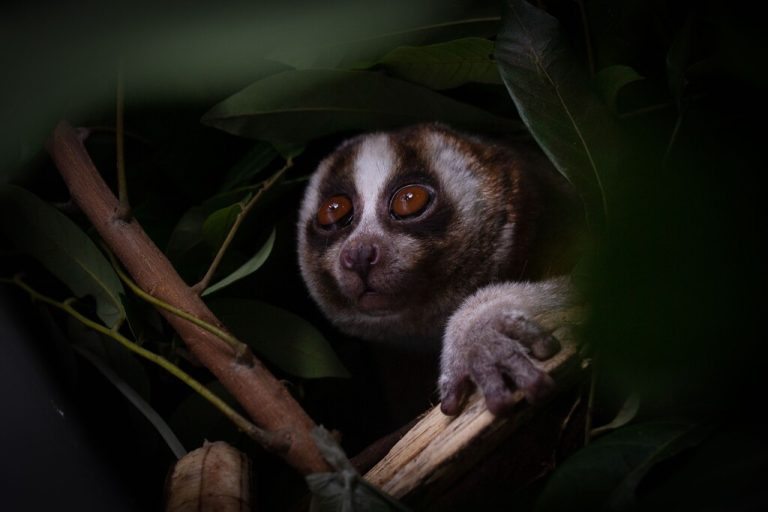Ein geschmuggelter Plumploris wird von Mitarbeitern der International Animal Rescue (IAR) in Indonesien aus einer Kiste befreit. AFP