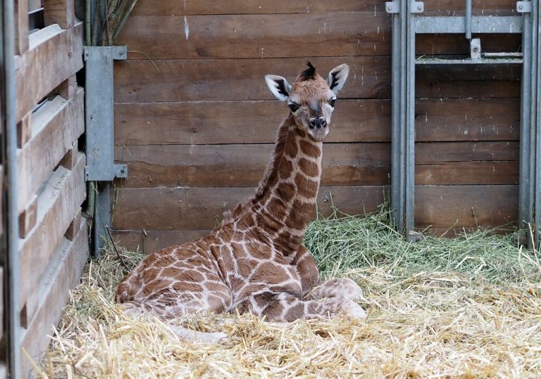 Gesunder Giraffenbub