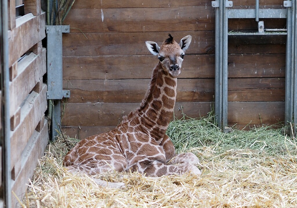 Gesunder Giraffenbub