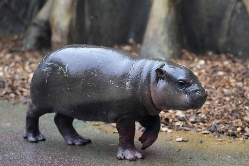 Mikolas auf Zoo-Tour