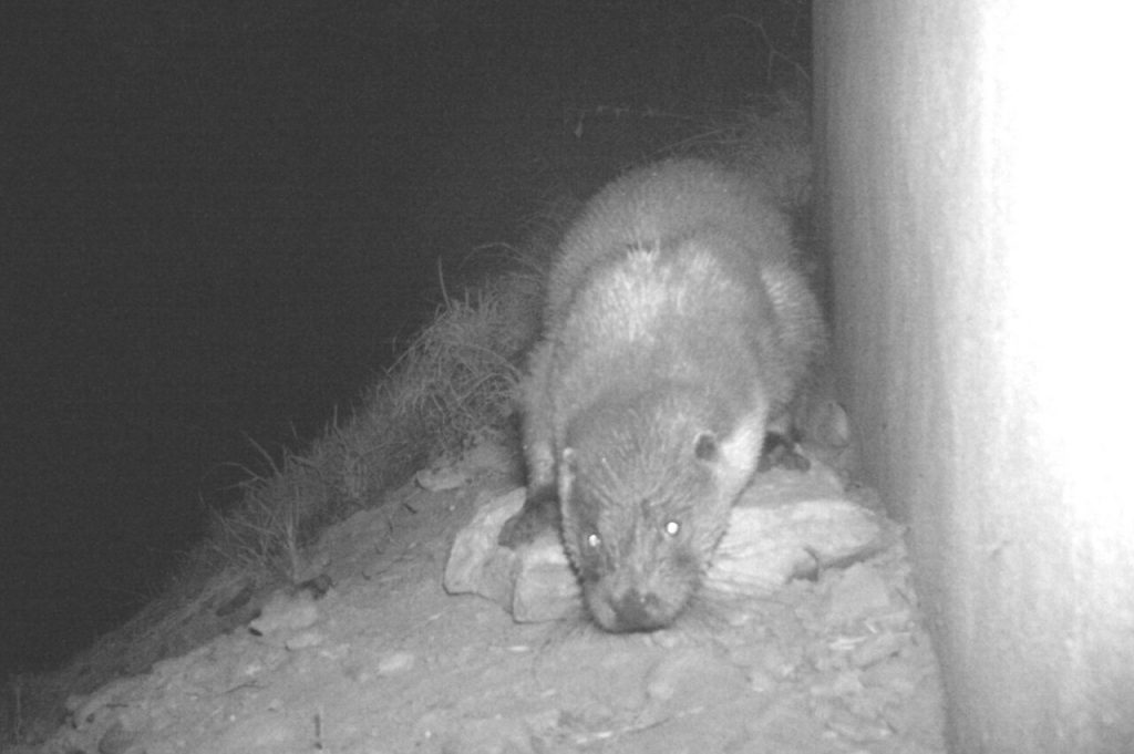 Erstmals Fotonachweis gelungen: Fischotter bei unseren Nachbarn gesichtet