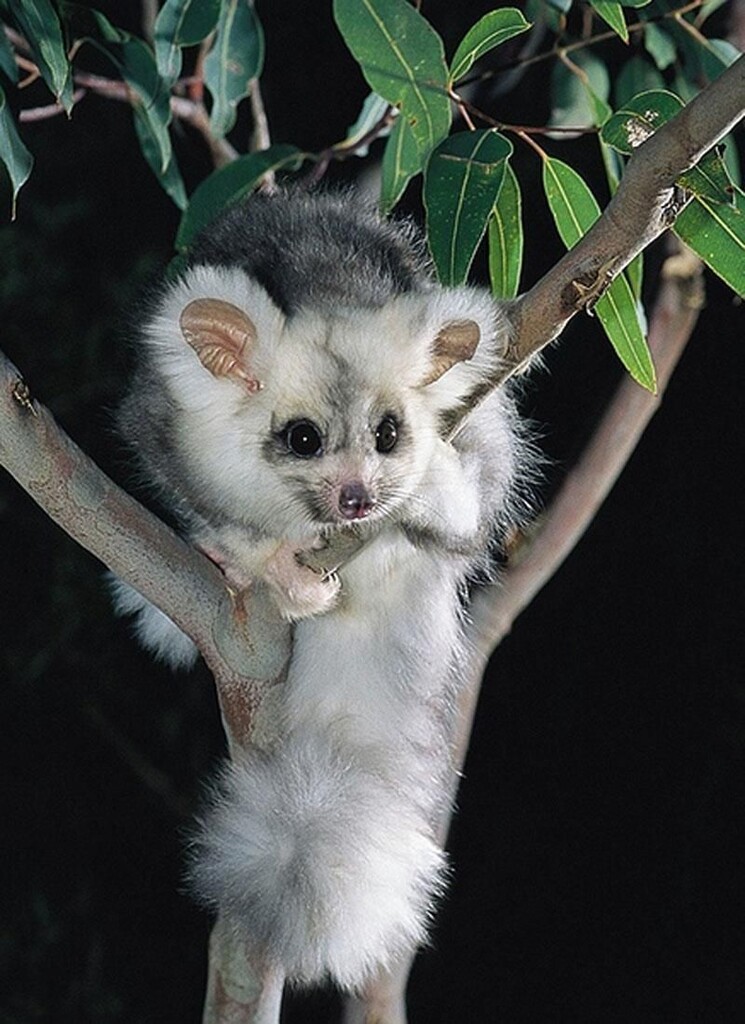 Australiens &#8220;fliegende Koalas&#8221;