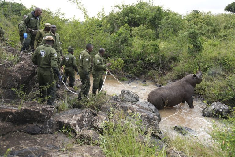 Kenia hat sein bisher größtes Projekt zur Umsiedlung von Nashörnern begonnen.afp