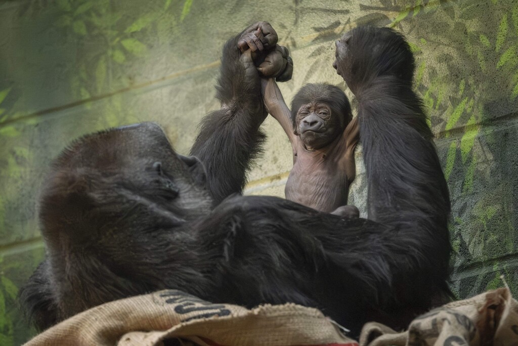 Süßes Gorillababy im Londoner Zoo