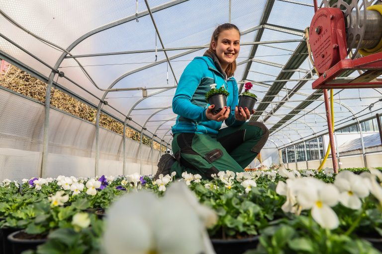 Siefmütterchen, Bellis und Vergissmeinnicht: Die 12.500 Pflanzen, die sich derzeit noch im Folientunnel befinden, werden vor Ostern in den Seeanlagen und anderen Beeten im Stadtgebiet gepflanzt.