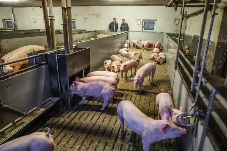 Seine 300 Schweine wachsen in 14 Boxen auf. <span class="copyright">VN/Steurer</span>