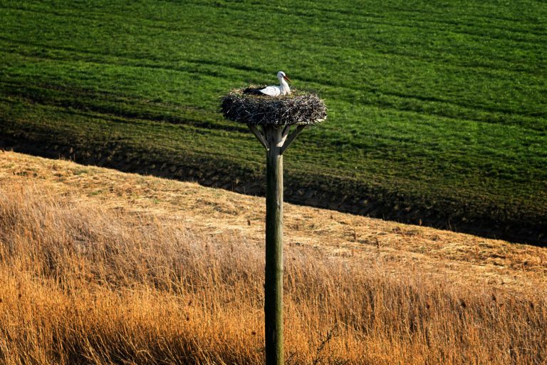 Streuwiesen grenzen an Landwirtschaftsflächen. Das Rheindelta ist ein Lebensraum für Pflanzen und Tiere.
